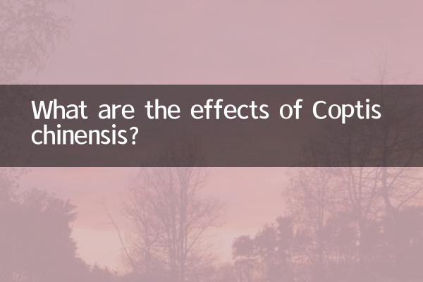 Quali sono gli effetti del Coptis chinensis?