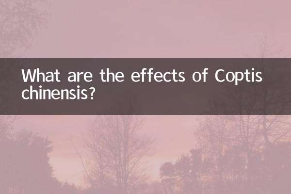 Quali sono gli effetti del Coptis chinensis?