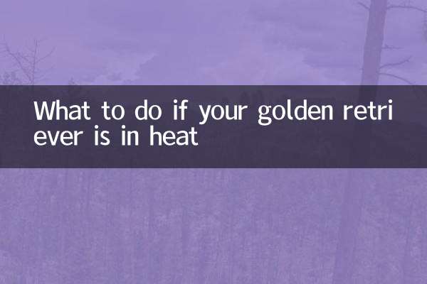 What to do if your golden retriever is in heat