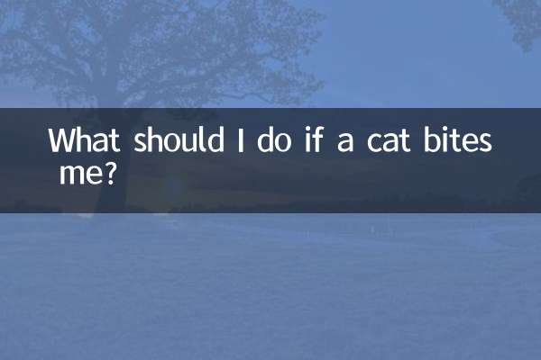 Que dois-je faire si un chat me mord ?