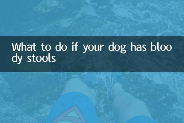Que faire si votre chien a des selles sanglantes