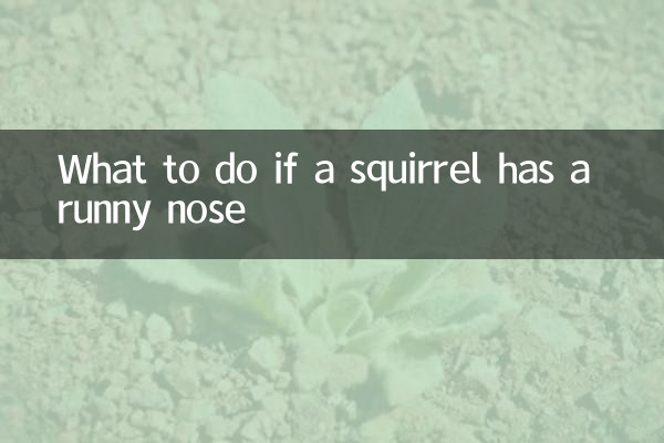Was tun, wenn ein Eichhörnchen eine laufende Nase hat?