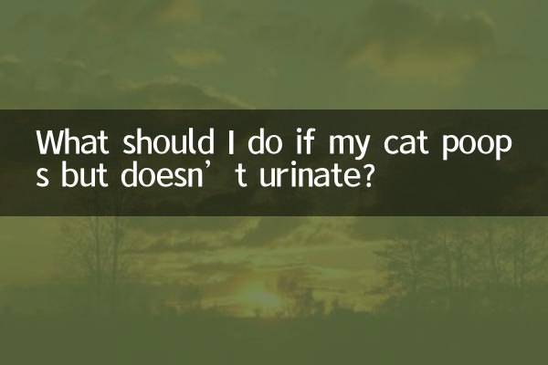 ¿Qué debo hacer si mi gato hace caca pero no orina?