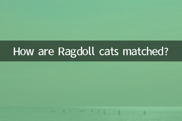 Come vengono abbinati i gatti Ragdoll?