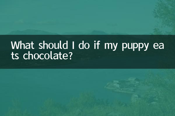 ¿Qué debo hacer si mi cachorro come chocolate?