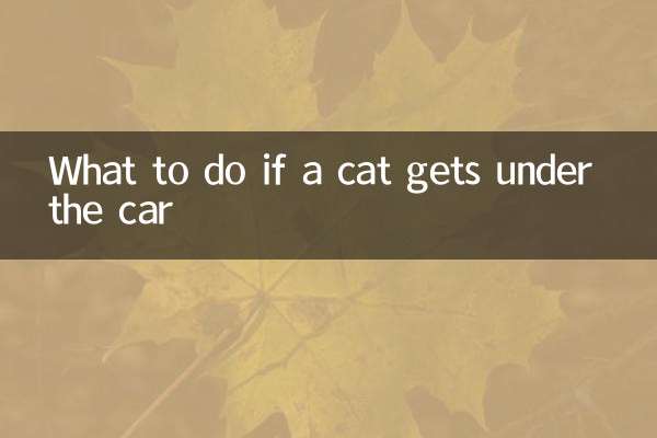 اگر گربه زیر ماشین رفت چه باید کرد؟