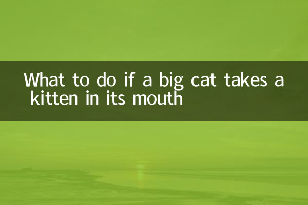 একটি বড় বিড়াল তার মুখের মধ্যে একটি বিড়ালছানা লাগে কি করবেন?