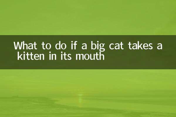 Que faire si un gros chat prend un chaton dans sa gueule