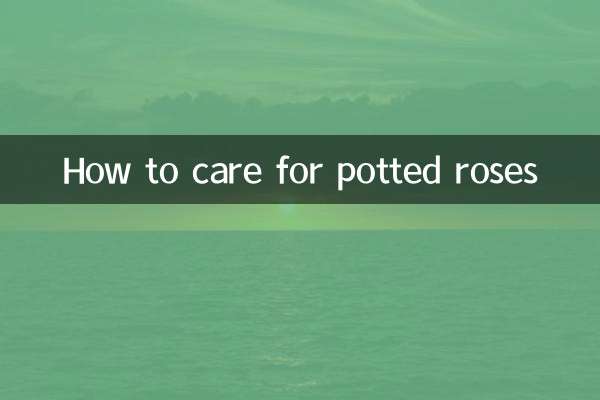 پوٹڈ گلاب کی دیکھ بھال کیسے کریں