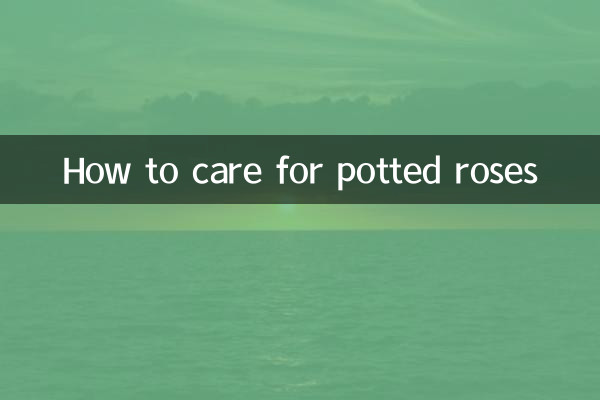 پوٹڈ گلاب کی دیکھ بھال کیسے کریں