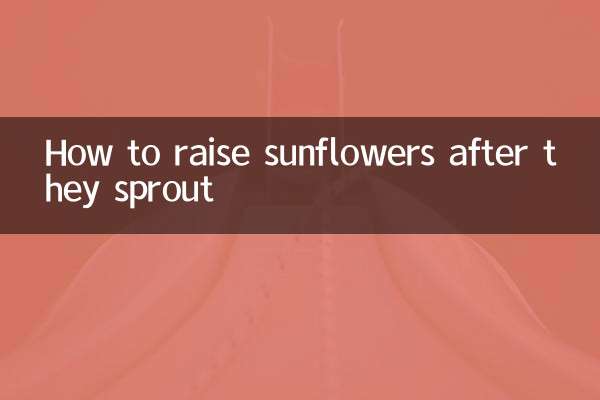 Comment élever des tournesols après avoir poussé