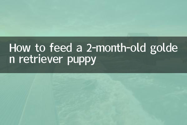 Come nutrire un cucciolo di Golden Retriever di 2 mesi