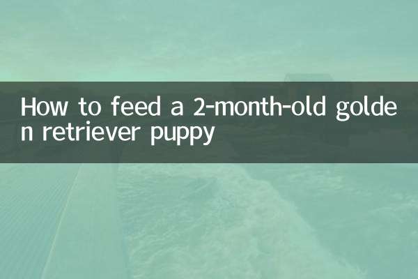 2개월 된 골든 리트리버 강아지에게 먹이를 주는 방법