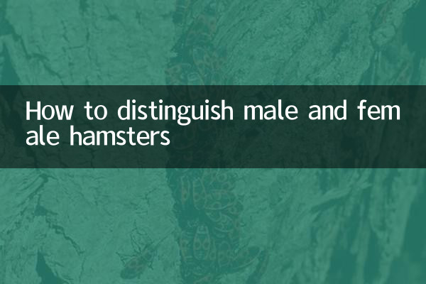 Wie man männliche und weibliche Hamster unterscheidet