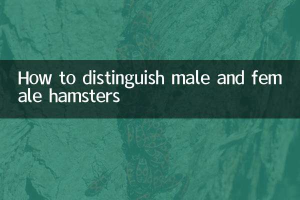 怎么区分公母仓鼠