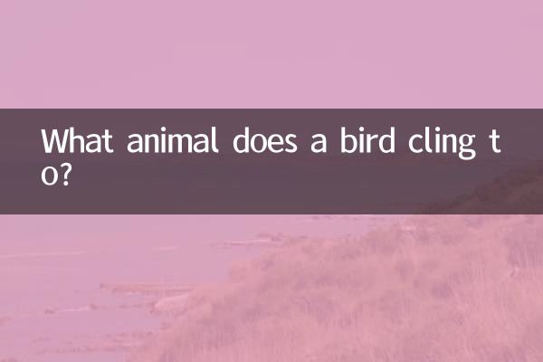À quel animal un oiseau s'accroche-t-il ?