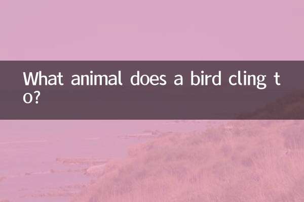 An welchem Tier klammert sich ein Vogel fest?