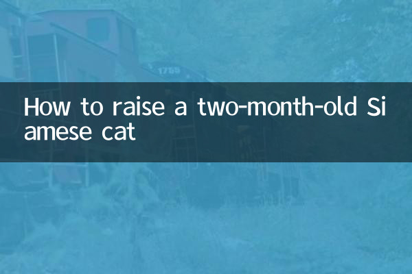 কিভাবে একটি দুই মাস বয়সী সিয়ামিজ বিড়াল বড় করতে হয়
