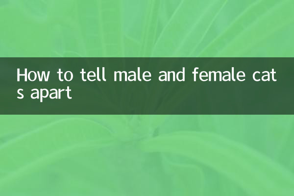 怎么分别猫的公母