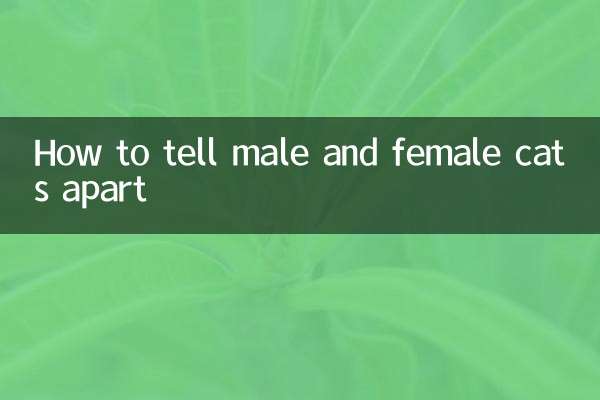 怎麼分別貓的公母