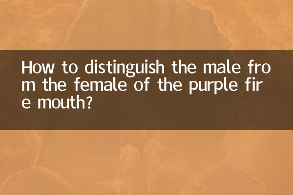 Comment distinguer le mâle de la femelle de la gueule de feu violette ?