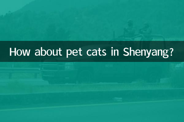 瀋陽でペットの猫はどうですか?
