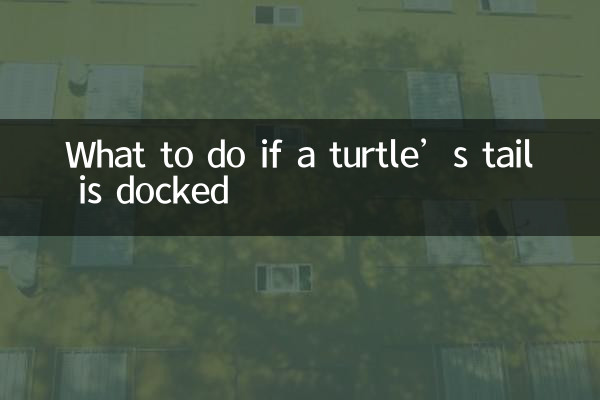 烏龜斷尾怎麼辦