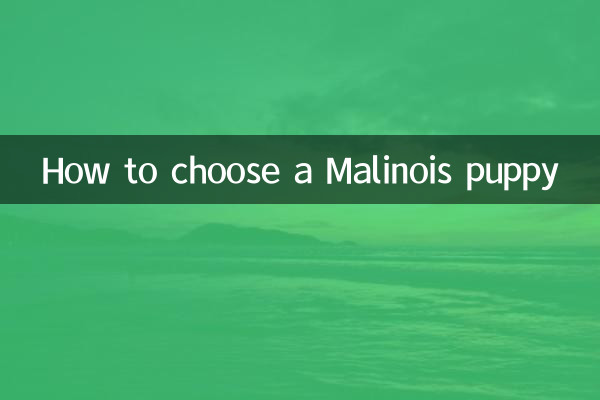 Cómo elegir un cachorro malinois