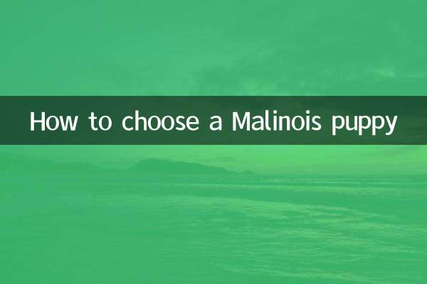 马犬小狗怎么挑选