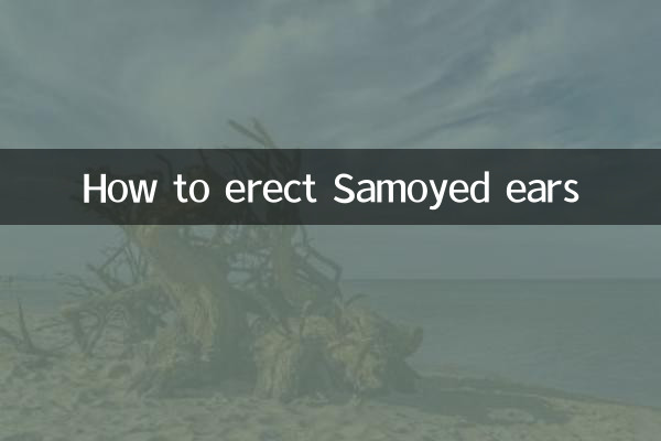 Comment ériger les oreilles du Samoyède