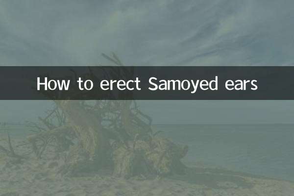 Comment ériger les oreilles du Samoyède