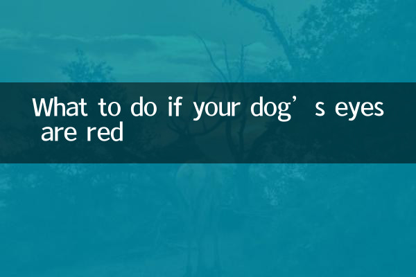 Qué hacer si los ojos de tu perro están rojos