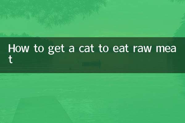 Come convincere un gatto a mangiare carne cruda