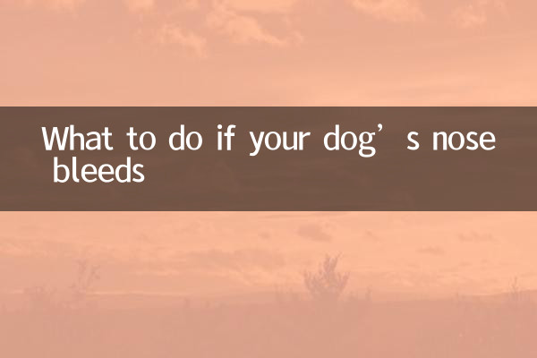 What to do if your dog’s nose bleeds
