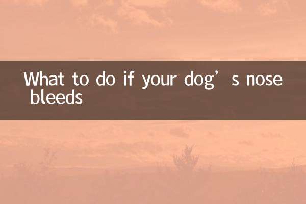 What to do if your dog’s nose bleeds