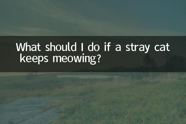 ماذا علي أن أفعل إذا استمرت القطة الضالة في المواء؟