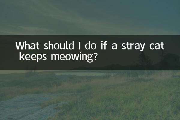 ماذا علي أن أفعل إذا استمرت القطة الضالة في المواء؟