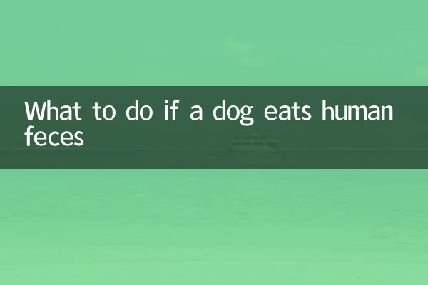 What to do if a dog eats human feces