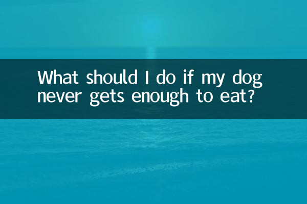 Was soll ich tun, wenn mein Hund nie genug zu fressen bekommt?