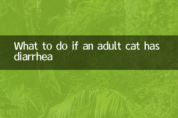 成年猫拉稀怎么办