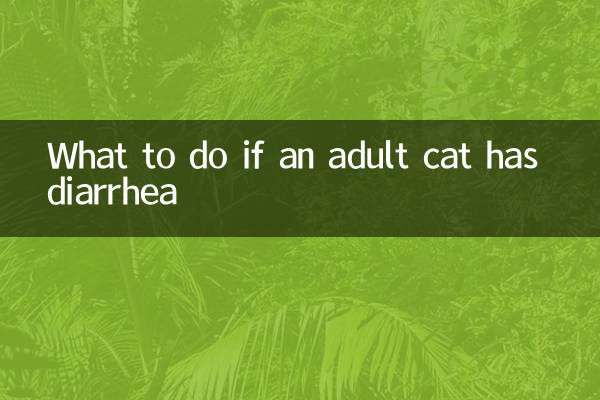 成年猫拉稀怎么办