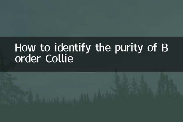 How to identify the purity of Border Collie