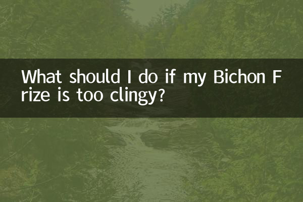 What should I do if my Bichon Frize is too clingy?