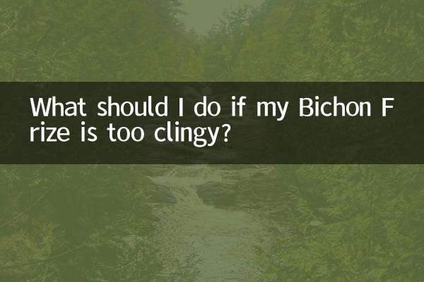What should I do if my Bichon Frize is too clingy?