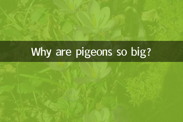 কবুতর এত বড় কেন?