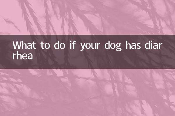 What to do if your dog has diarrhea