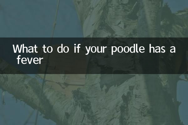What to do if your poodle has a fever
