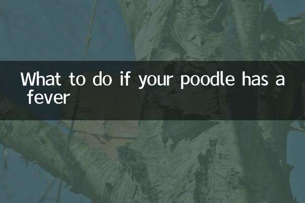 What to do if your poodle has a fever