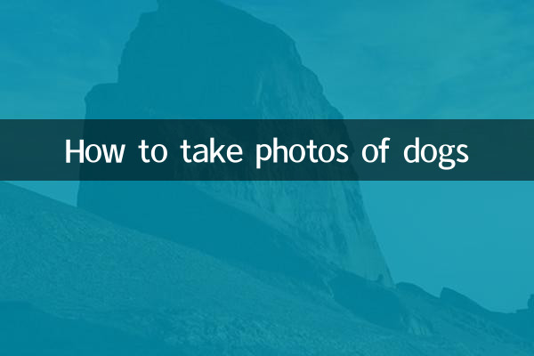 怎么给狗狗照相