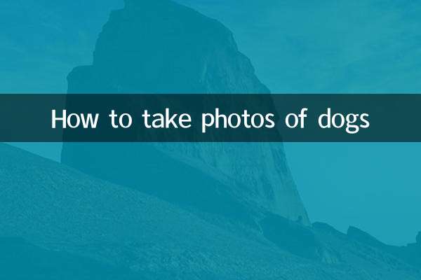 Как фотографировать собак